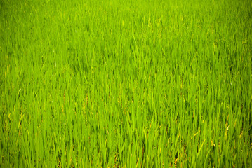 Rice field