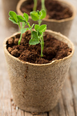 Plants growing in biodegradable plant pots