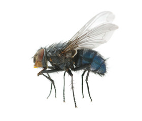 macro of  fly