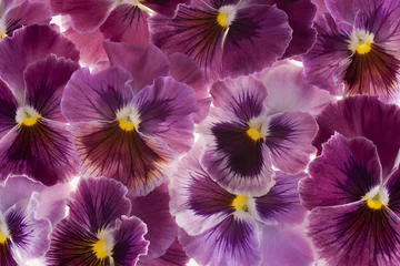 Wall murals Pansies pansy