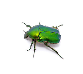 Green beetle