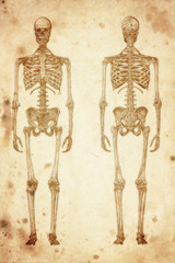 cursory drawing human skeleton on old paper background - 52496913