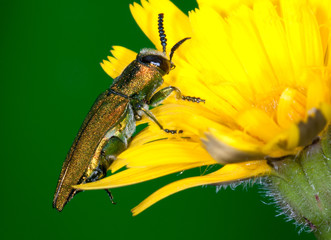 Closeup of a jewel beetle(Anthaxia hungarica)