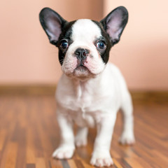 French bulldog puppy © Patryk Kosmider