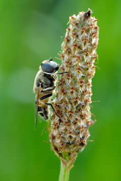 Mosca su una pianta