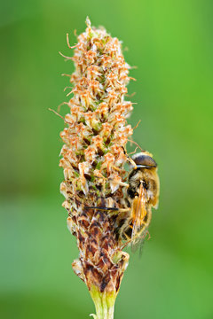 Mosca su una pianta