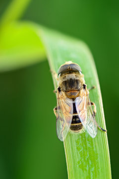 Mosca su una foglia