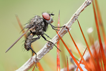 Mosca sulle spine