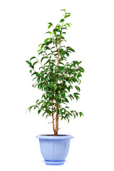 The young plant grows from a fertile soil is isolated on a white