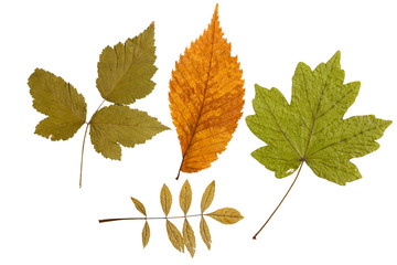 Set of dry leaves of plants and bushes isolated on a white backg