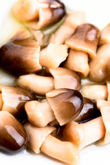 funghi di muschio - volvariella volvacea