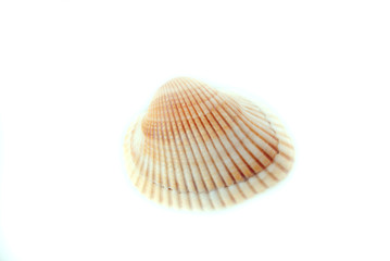 pearl shell