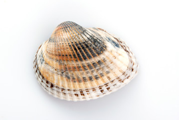 Pearl shell