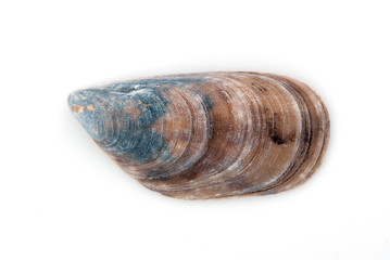 Shell