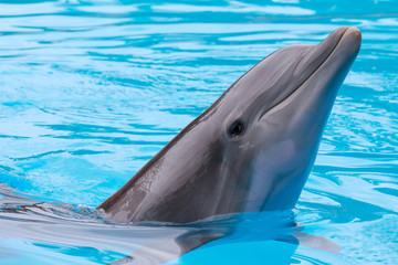 auftauchender Delfin im blauen Wasser