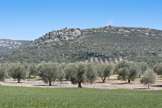 Olive grove at the foot of the mountain, Spain