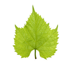 Fototapeta premium Green leaves of a young plant are isolated on a white background