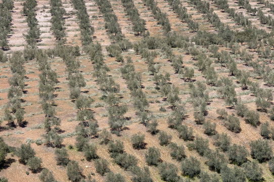 Aerial view of olive groves, Spain