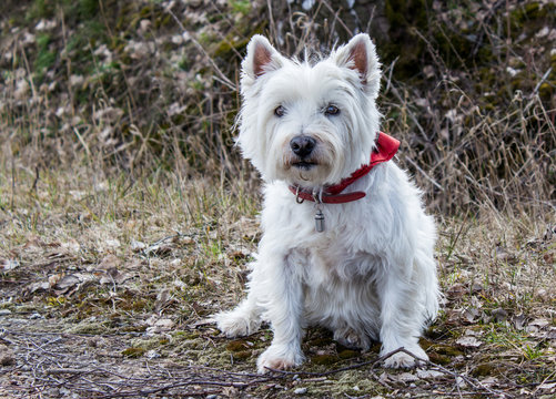 West Highland Terrier