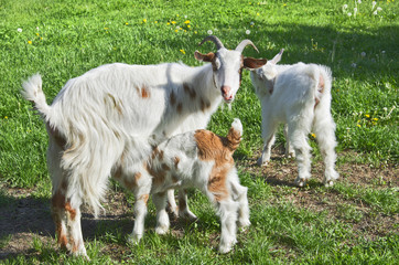 Rural scene with mother goat nursing her baby