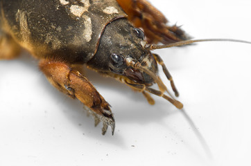 Mole cricket close up on a light ceramic background