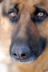 PERRO PASTOR ALEMÁN. DETALLE DE LA NARIZ