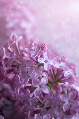 branch of a lilac
