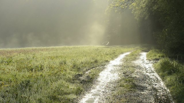 dampfende Wiese am fr&uuml;hen Morgen