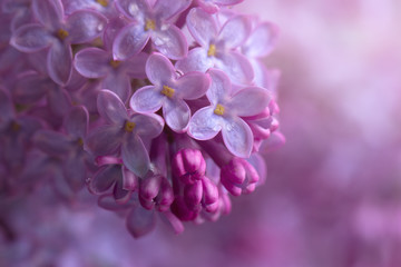 branch of a lilac