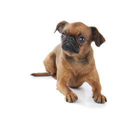 Obraz premium Petit brabancon on the white background