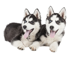 Siberian Husky Puppy on white background