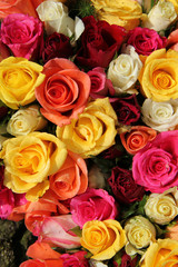 Obraz na płótnie Canvas Multicolored roses