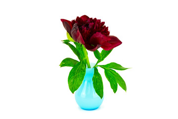 rote Pfingstrose in Vase