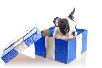 Adorable French bulldog puppy in present box isolated over white