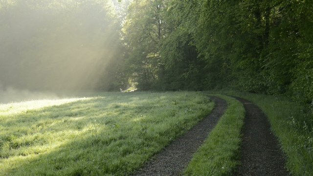 dampfende Wiese am fr&uuml;hen Morgen