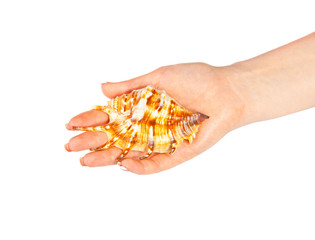 Fototapeta premium Woman's hand with a seashell