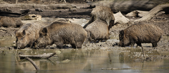 Sounder / Group of boars at watering hole