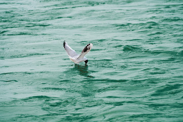 seagull in the lake foraging for food