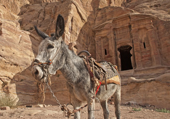 Donkey near ancient tomb in Petra