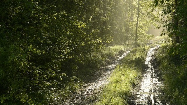 Morgenstimmung im Wald
