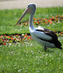 Pelikan auf die Wiese