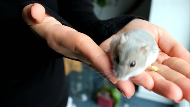 Zwerghamster auf Frauenhand