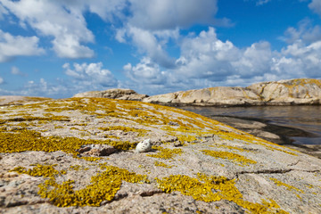 Snail on the cliff