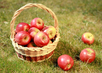 Apples in a wicker basket in a grass, evening