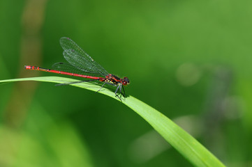 Pyrrhosoma nymphula