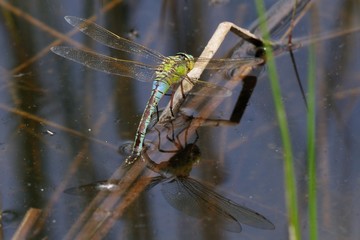 Ovideposizione Anax imperator