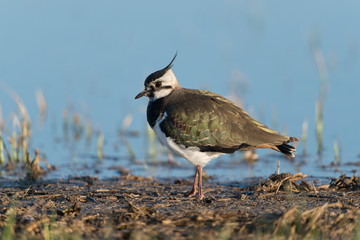 Kiebitz, Northern Lapwing, Vanellus vanellus
