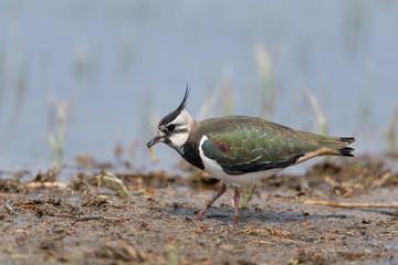 Kiebitz, Northern Lapwing, Vanellus vanellus