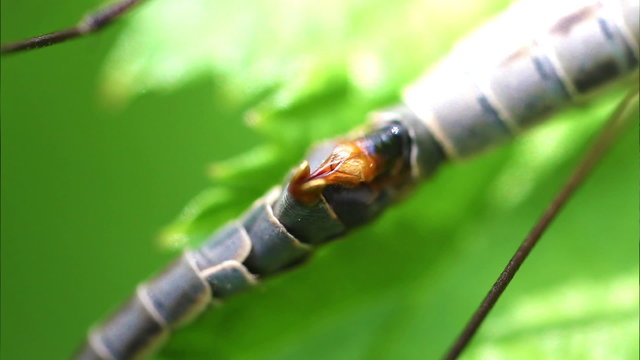 Kohlschnaken - Tipula oleracea - Paarung