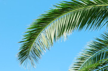 Fototapeta na wymiar palm branch on background of blue sky